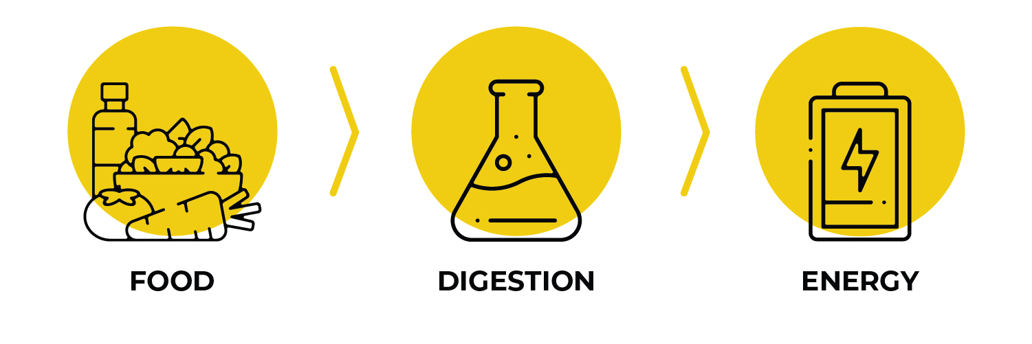 Food, digestion, energy
