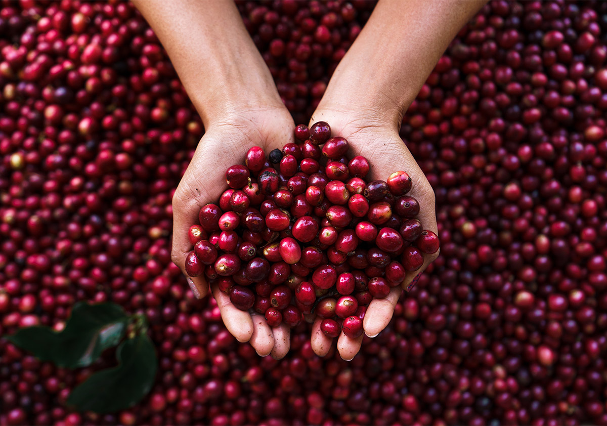 Coffee processing method